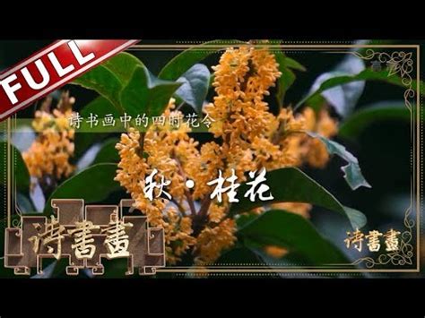 无毛白虎 桂花象徵意義